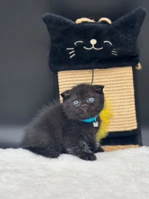 2 كيتنز سكوتش فولد بلاك ذكر وانثي 2 kittens scottish fold black, male and female