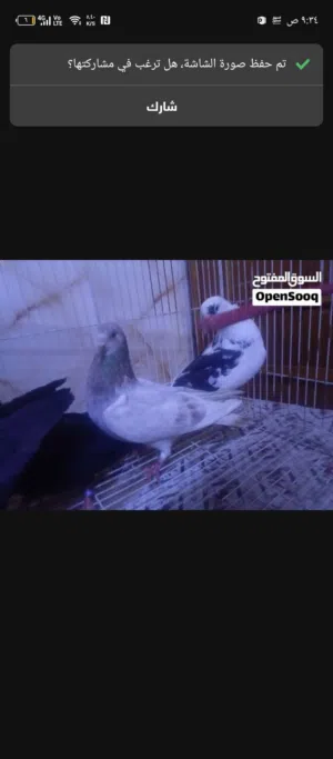 لوت للبيع او مراوس وصف
