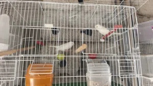 مجموعة كناري بلجيكي أو قلستر
