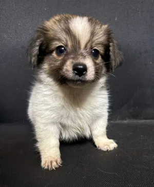 2months male Pomeranian spitz puppy