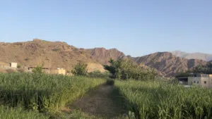 طعام اغنام وبقر
