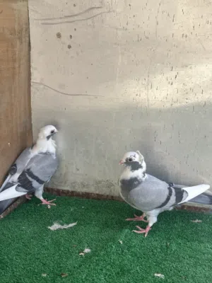هرافل الاج مخاليف البيع بعدهن ما مطيرهن