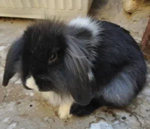 ارانب نوع هولندي (تيدي لوب ) تفريخ بيت ، اعمار مختلفه