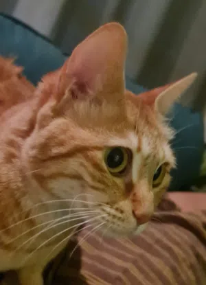 GORGEOUS and friendly orange house cat