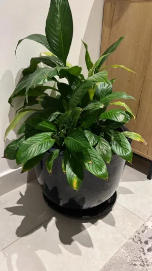 Five Indoor Plants with Ceramic Pots