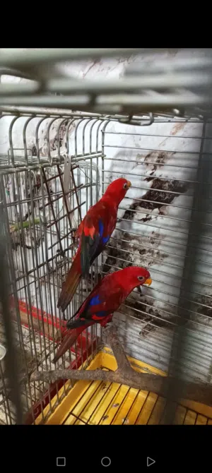 عشاق التميز جوز رد لوري بداية شغل مفحوص DNA