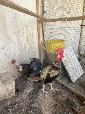 دجاج عرب للبيع