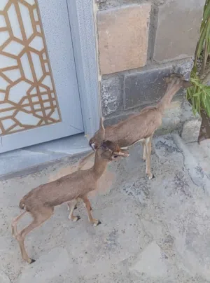 زوج غزال ديماني ذكر وانثى اللون الغامق