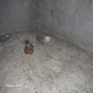 دجاج للبيع بالطرف ب 45 دينار