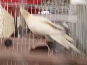 كوبية  كوكتيل مصوقرة ججم كبير  ونضيفة