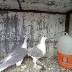 متاح جوزين لهورات الامنيوم صحة وحجم. شغلات