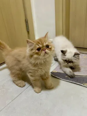 قطط كيتين .هملايا شكولت اورنج بيكي فيس .تبارك الله صحه وجمال .عمر 65 يوم Himalayan kittens