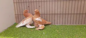 كوبية هزاز صفراء