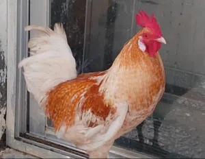 للبيع دواجن فرنسي وعماني