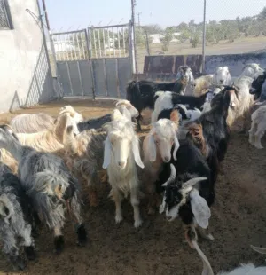 أغنام وماعز للبيع