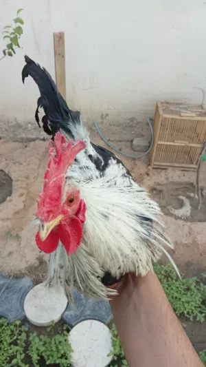 دجاج للبيع