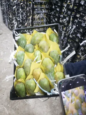 تين شكوي يمني صافي من الشوك درجه اولى Yemeni figs, pure and thornless, first grade
