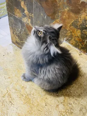 قط برتش لعوب و لطيف النوع نثيهَ