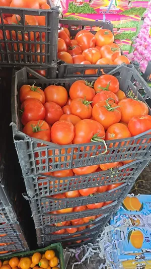 Vegetable & Fruit2