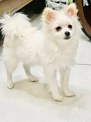 Pomeranian Female 13 Months Fully Vaccinated