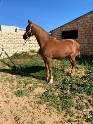 ‏خيل‏4