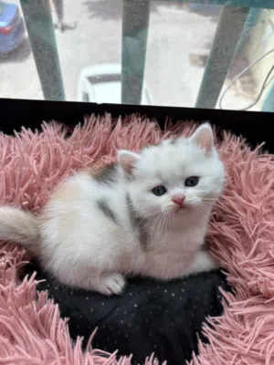 قطط سكوتش بيور شورت هير