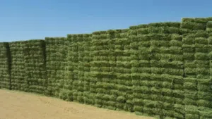 مشروع زراعي للبيع في شندي