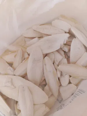 500 إلى 750 جرام من عظم حبار المنظف و المفيد لطيور الزينة، و نصف الكمية ب 20 درهم إماراتي فقط