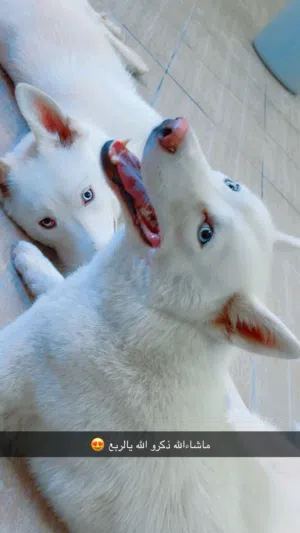 هاسكي سامويد  // dhusky samwed