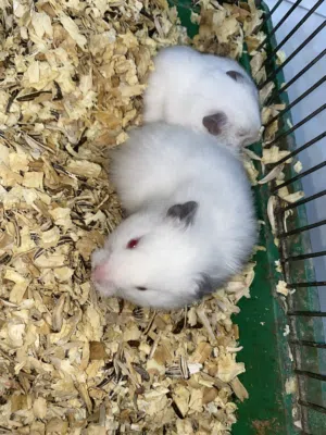 هامستر الوان جميلة جداً الحبة ب ثلث دنانير