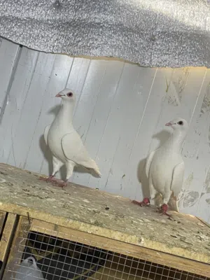 متاح جوز حمام