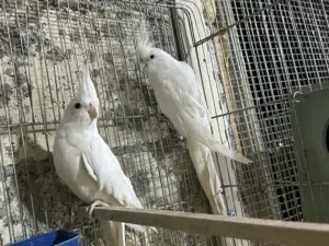 ثلاث جواز كوكتيل البينو شغالات