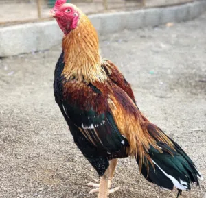 البلوشي 