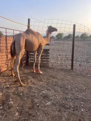 بكره فطيم تصفر حجه للبيع