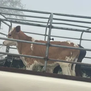 أبو عيسى 