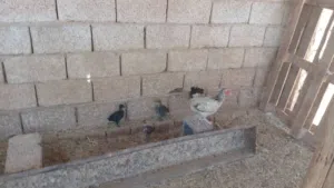 دجاجة ربي بارك تحتها 2 شواشيو واحد هجين افريزل