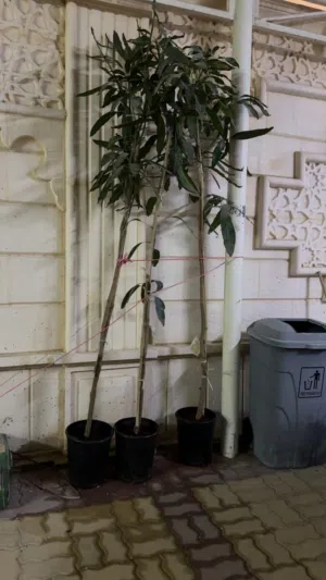 أشجار مانجو (همبا) خارجية مطعمة ومثمرة ..شتلات