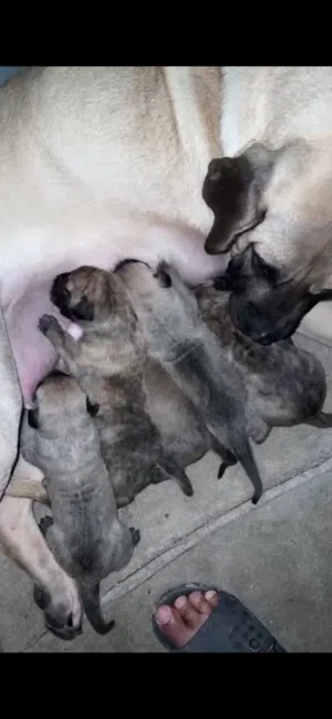للبيع جراوة بريسا كناريو PRESA CANARIO بدقري FCI