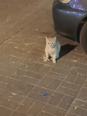 سجل تجاري عُماني- Commercial Registration