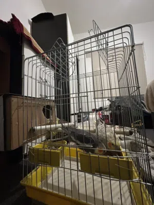 جوز كوكتيل للبيع