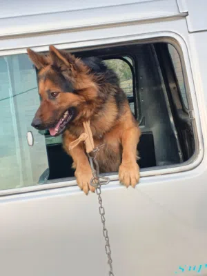 كلب جيرمن شيبرد اقرا الوصف