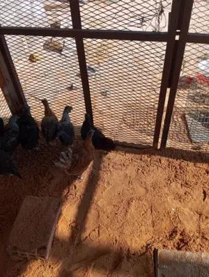 دجاج عربي ربي يبارك العدد 9 دجاج يدحي