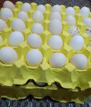 متوفر بيض دجاج عرب مشكل