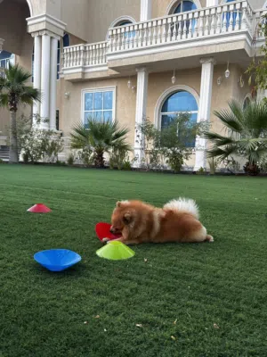 كلب Pomeranian