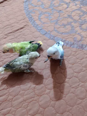 افراخ غندوره