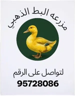 بيع فراخ بط عماني