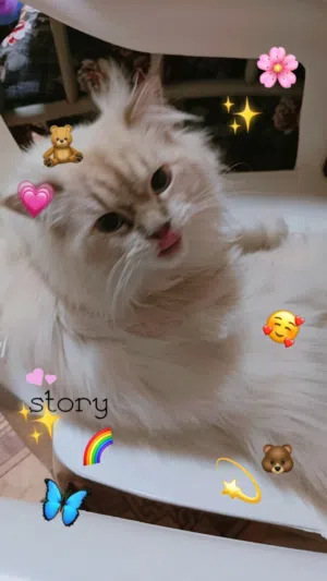 Adorable Persian Himalayan cats