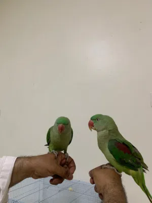زوج نيبالي جامبو أليف و متكلم