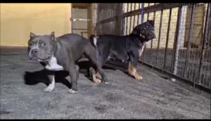 انثى  بيتبول تراي كلر قصيرة منتجة وحنونه  متوفر صور الانتاج