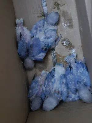 فروخ طيور حب